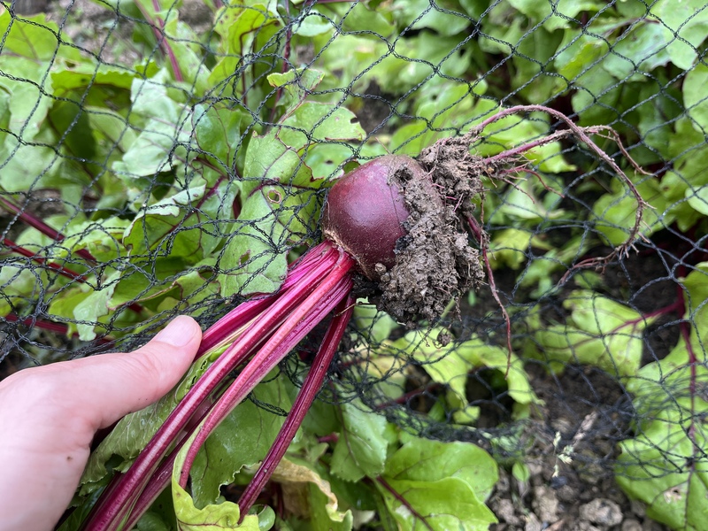 Fun on the allotment