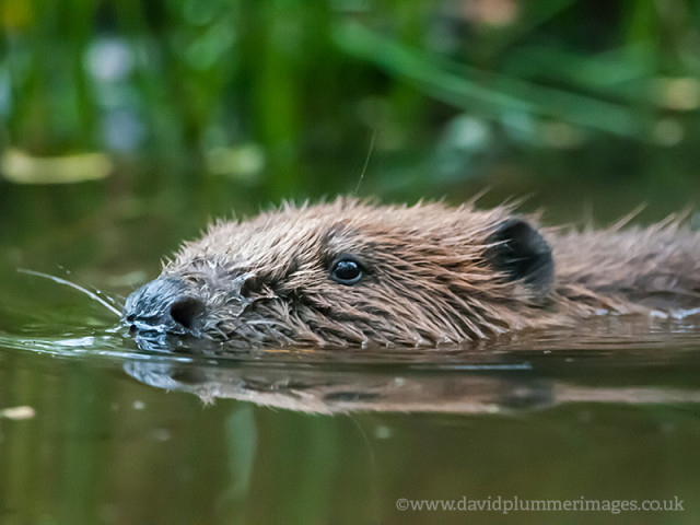 Beaver © David Plummer Beaver © David Plummer
