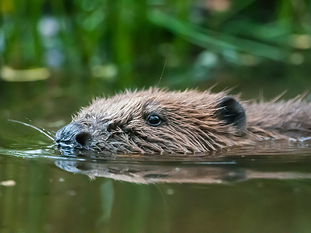Webinar: From Beavers to Pine Martens - Reintroducing species to Sussex (19/03/25)