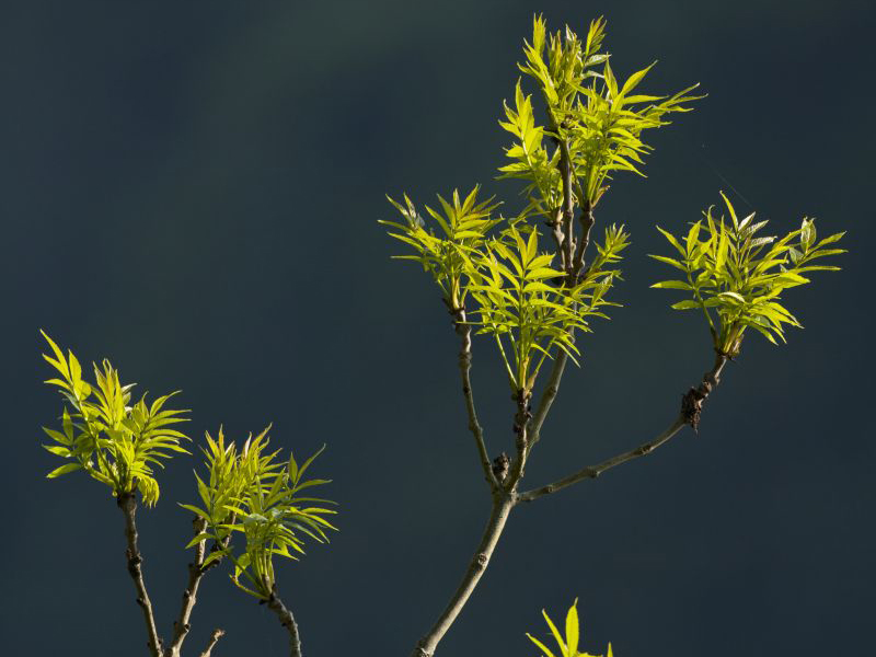 Common Ash leaves © Mark Hamblin/2020VISION