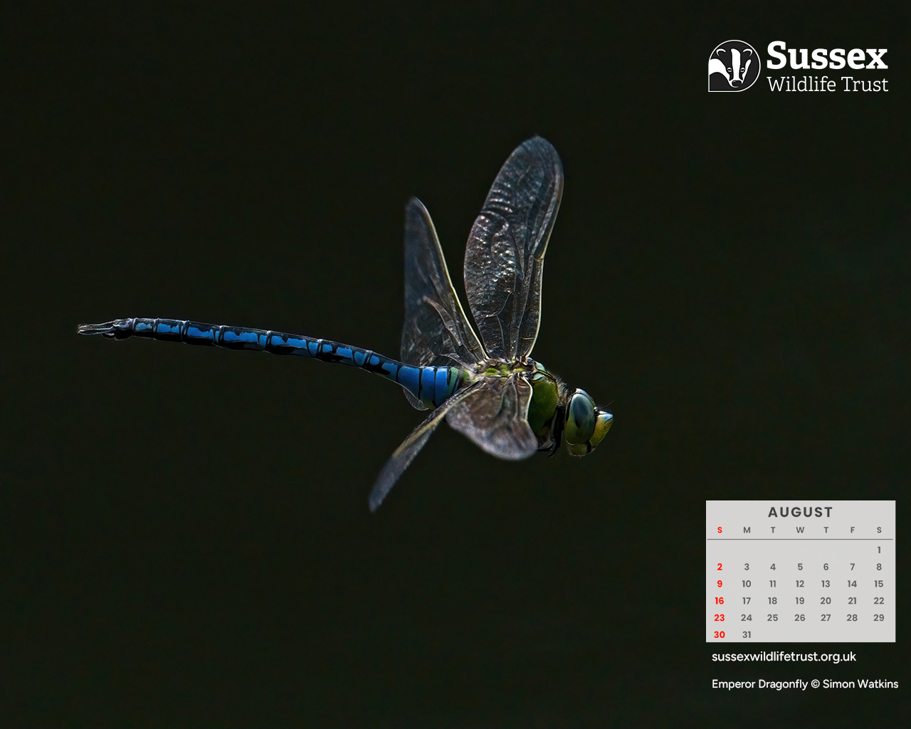 August 2026: Emperor Dragonfly © Simon Watkins