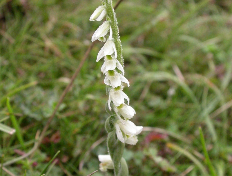 Autumn Lady's Tresses