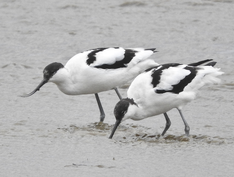 Avocet feeding Avocet feeding