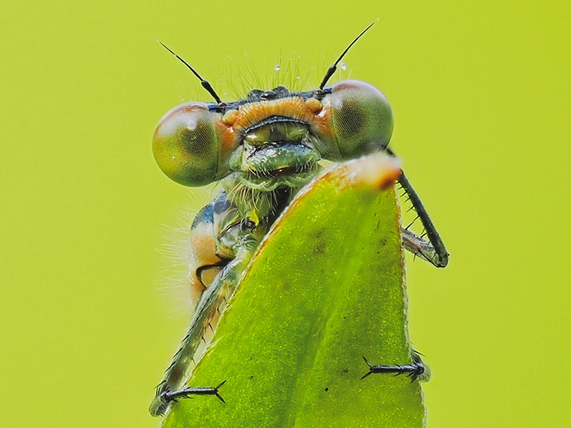 Azure Damselfly © Polly Mair