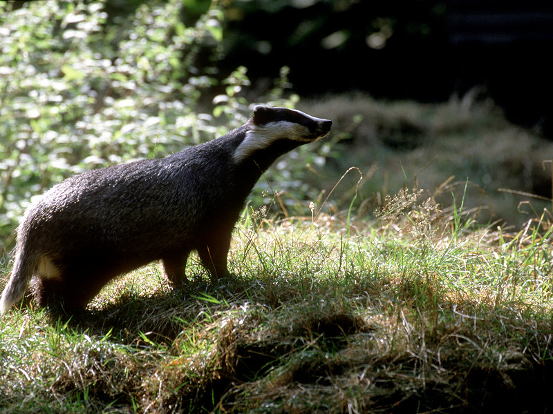 A Badger's Brave New World