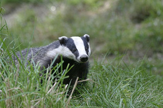Badger © Darin Smith