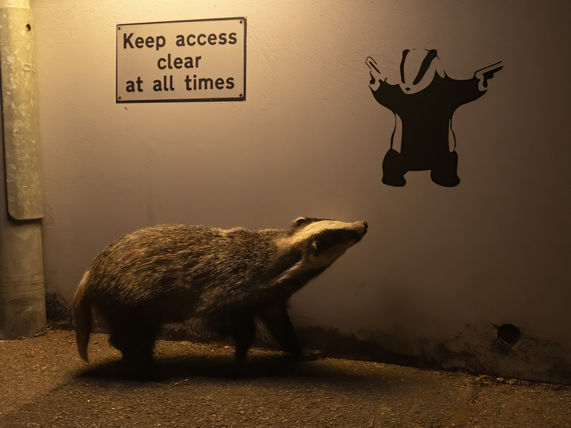 Ian Wood's People's Choice entry for Wildlife Photo of the Year
