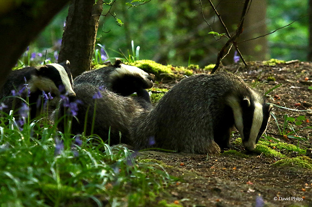 Webinar: Badgers and Planning