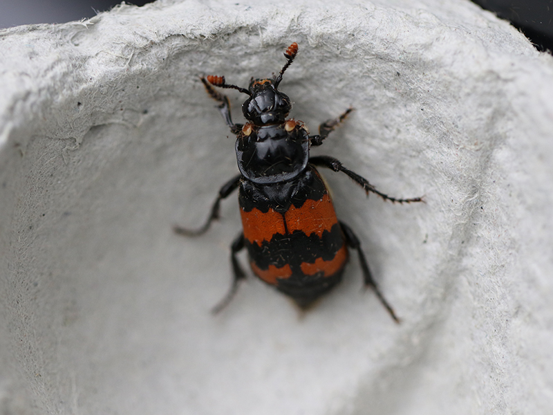 Banded Burying Beetle © Ashleigh Whiffin Banded Burying Beetle © Ashleigh Whiffin
