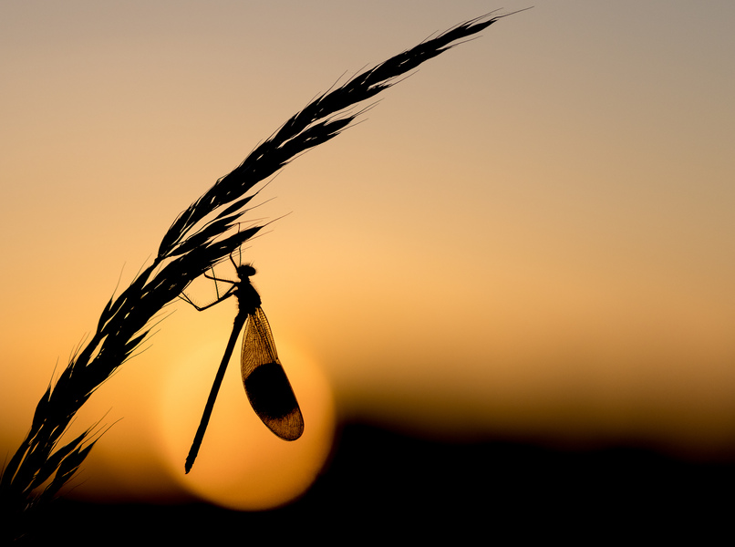 2022 winner - Banded Demoiselle silhouette © Brian Watkins 2022 winner - Banded Demoiselle silhouette © Brian Watkins