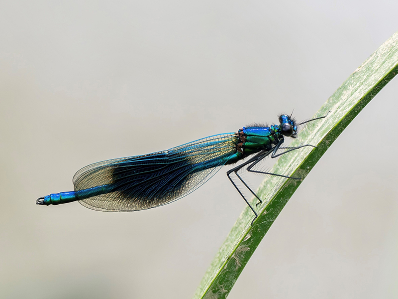 Banded Demoiselle © Polly Mair