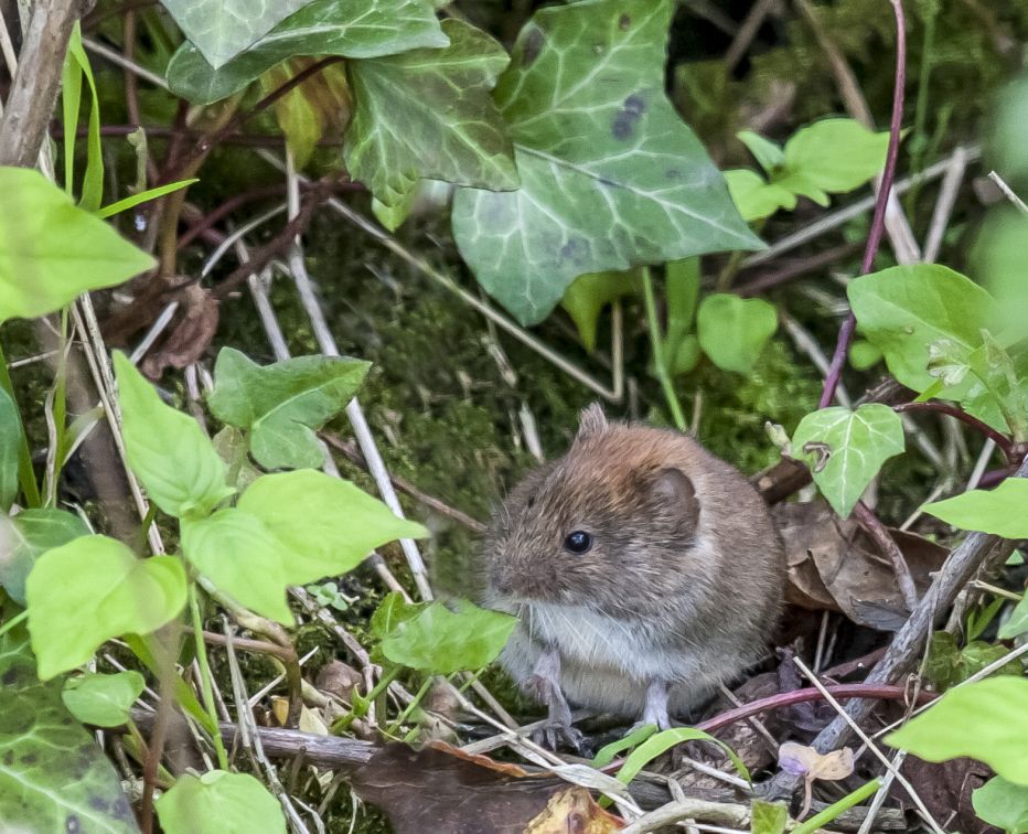 Bank Vole Bank Vole