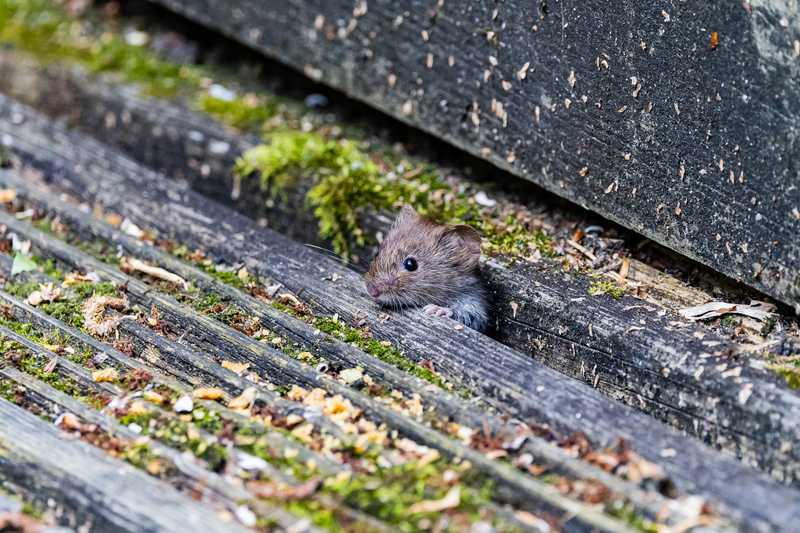 Bank Vole © Stephen Redden