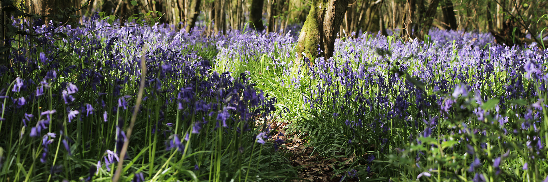 Bluebells