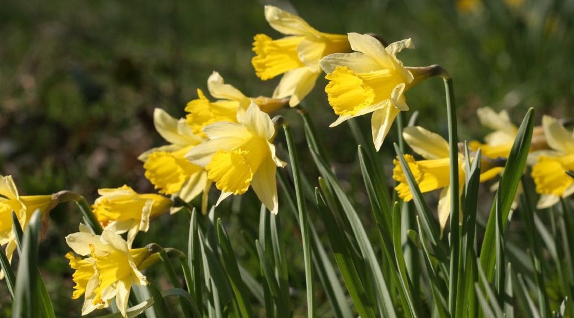 Daffodils