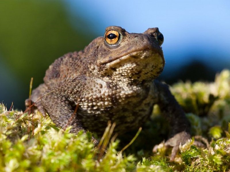 Toads on the move