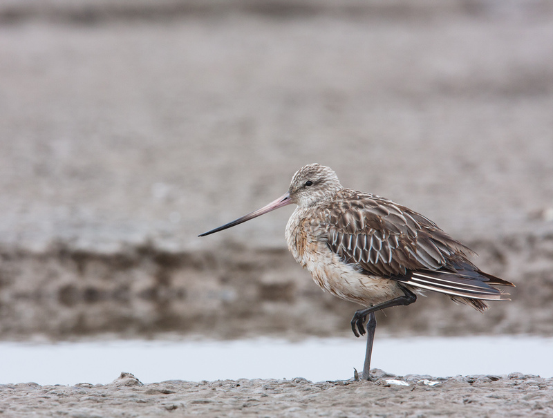 Bar-tailed Godwit