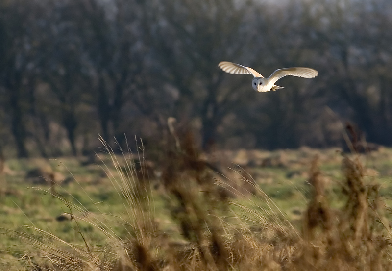 Barn Owl © Damian Waters