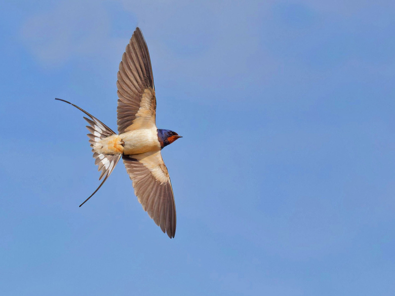 Barn Swallow © John Lauper Barn Swallow © John Lauper