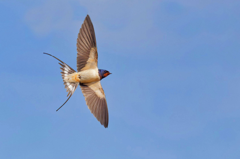 Barn Swallow © John Lauper