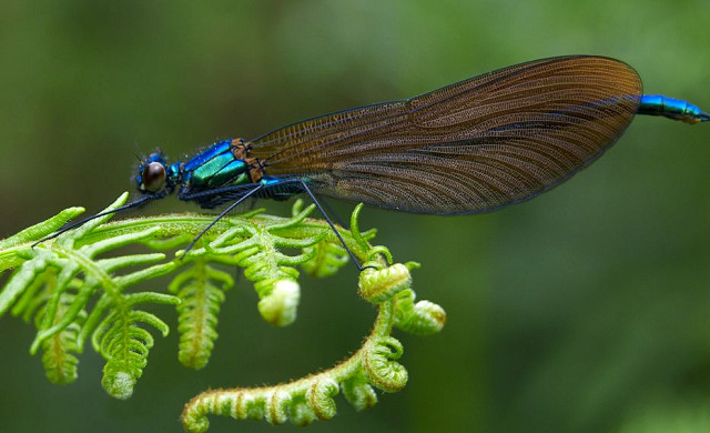 An Introduction to the Dragonflies & Damselflies of Sussex - Woods Mill (21/06/2024)