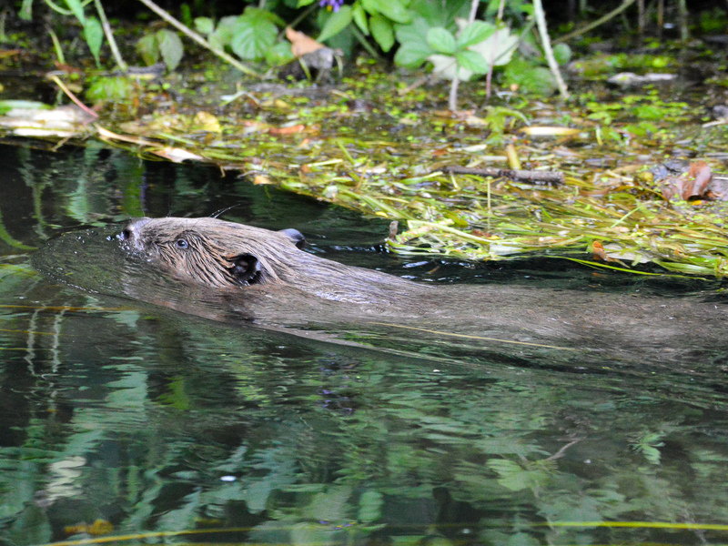 Beaver 2 Matt Phelps