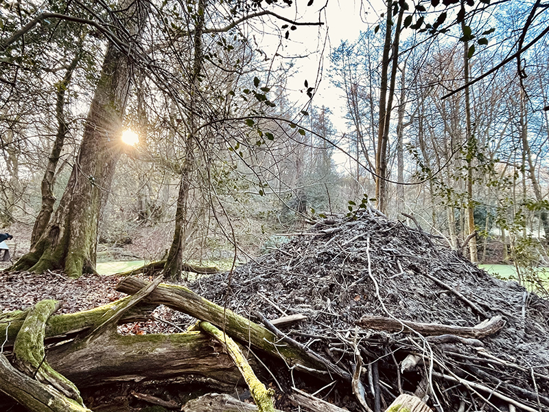 Beaver habitat © Matt Phelps