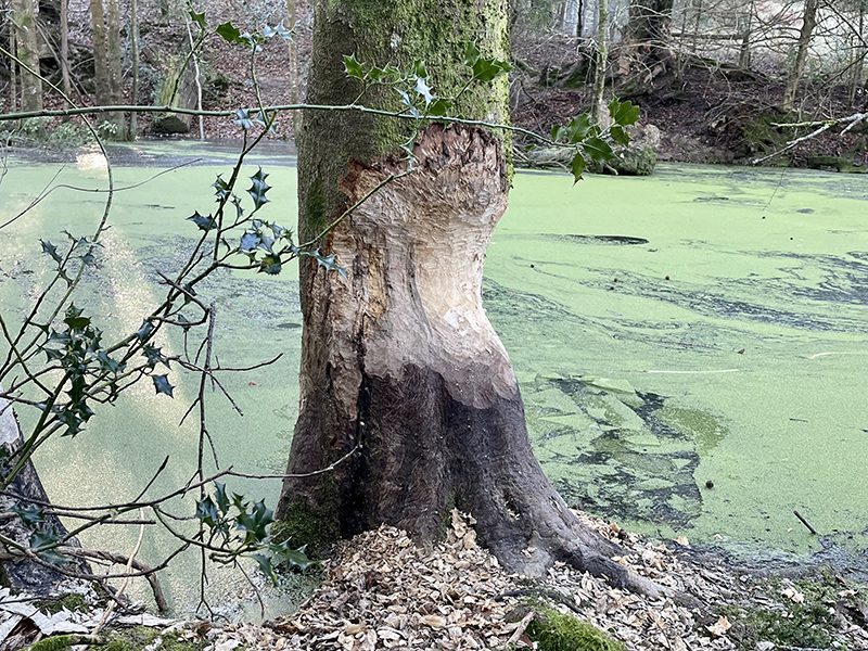 Beaver habitat © Matt Phelps