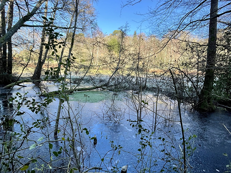 Beaver habitat © Matt Phelps