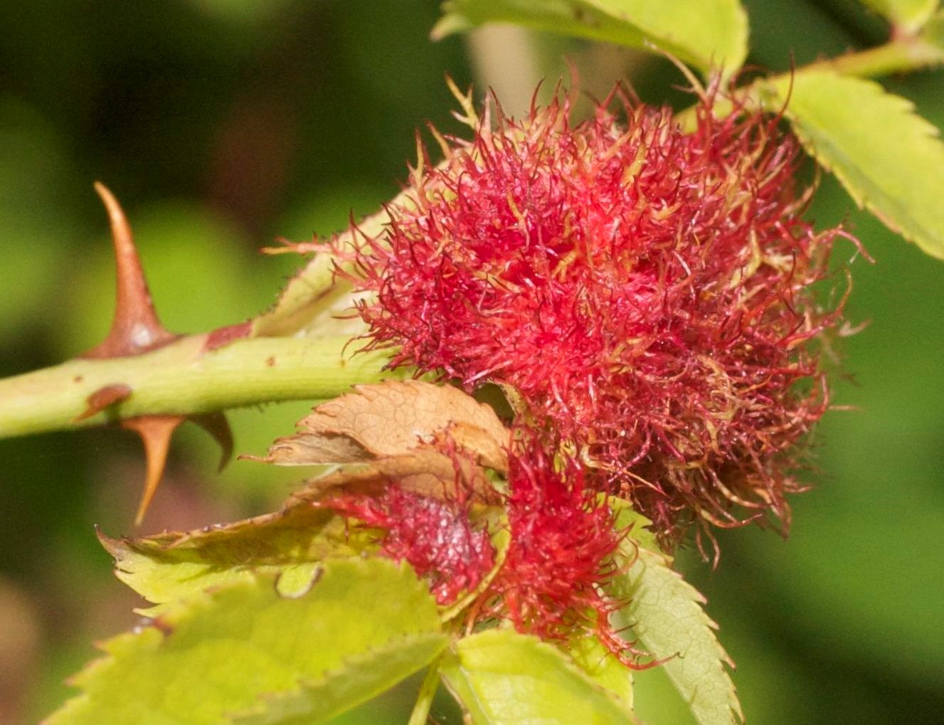 Bedeguar Gall, Levin Down © Rob Eadie