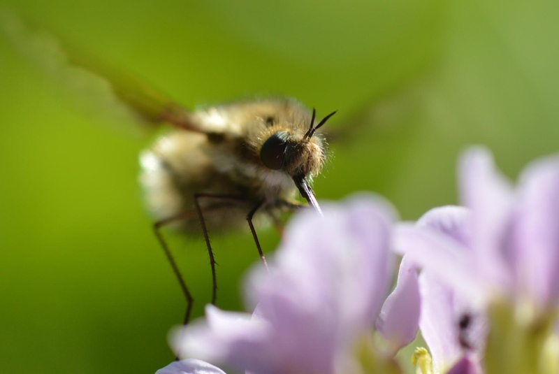 Bee-fly © Matt Rich