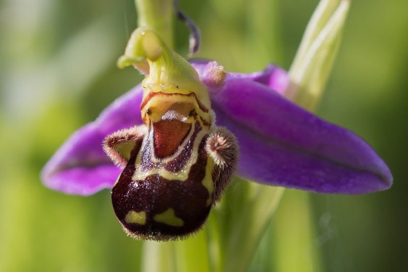 Bee Orchid Bee Orchid