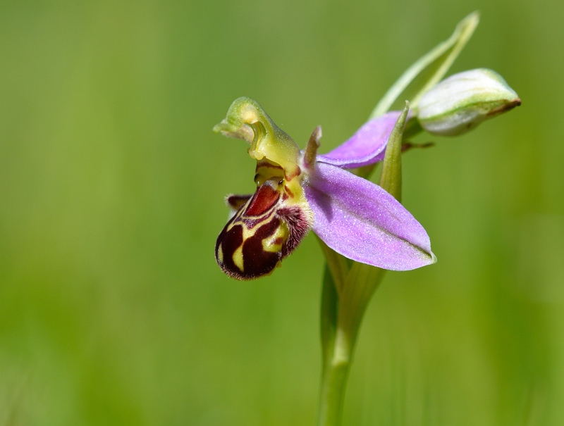 Bee Orchid