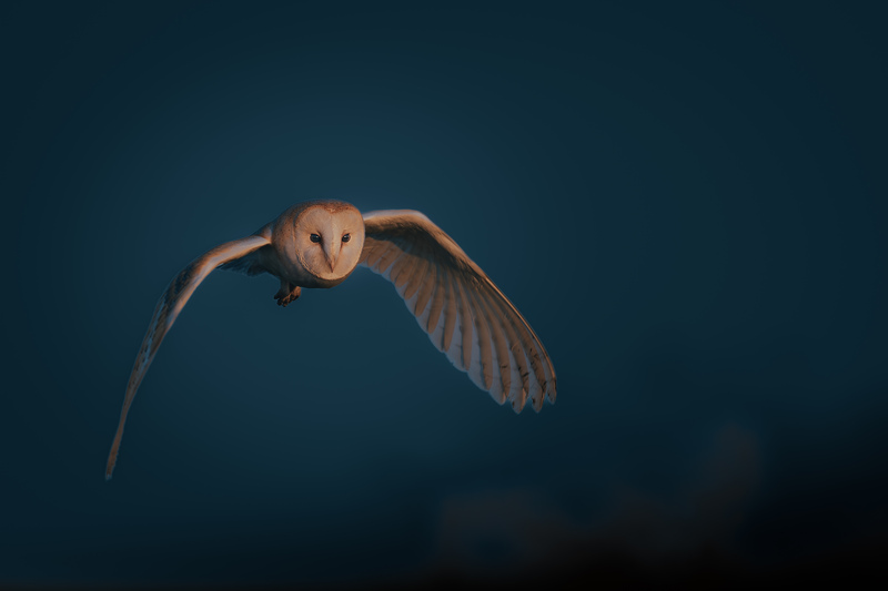 Barn Owl © Paul Parsons