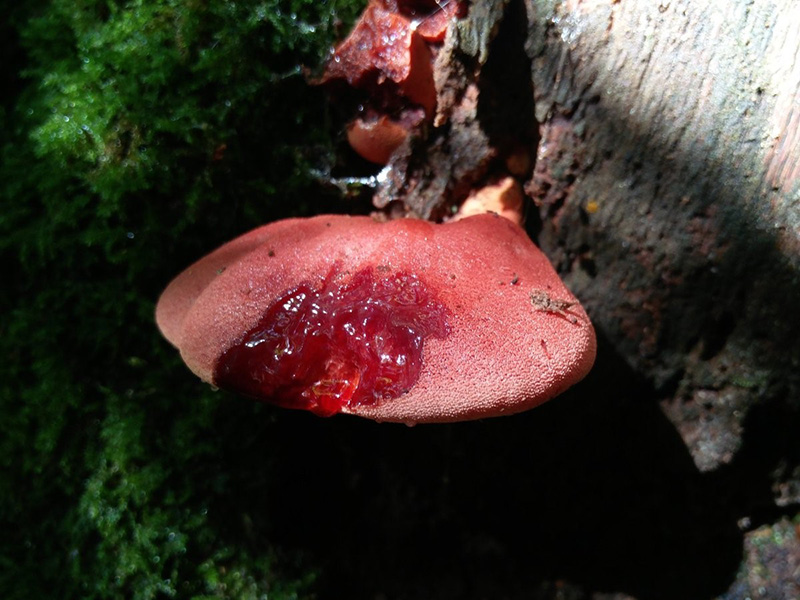 Beefsteak fungus