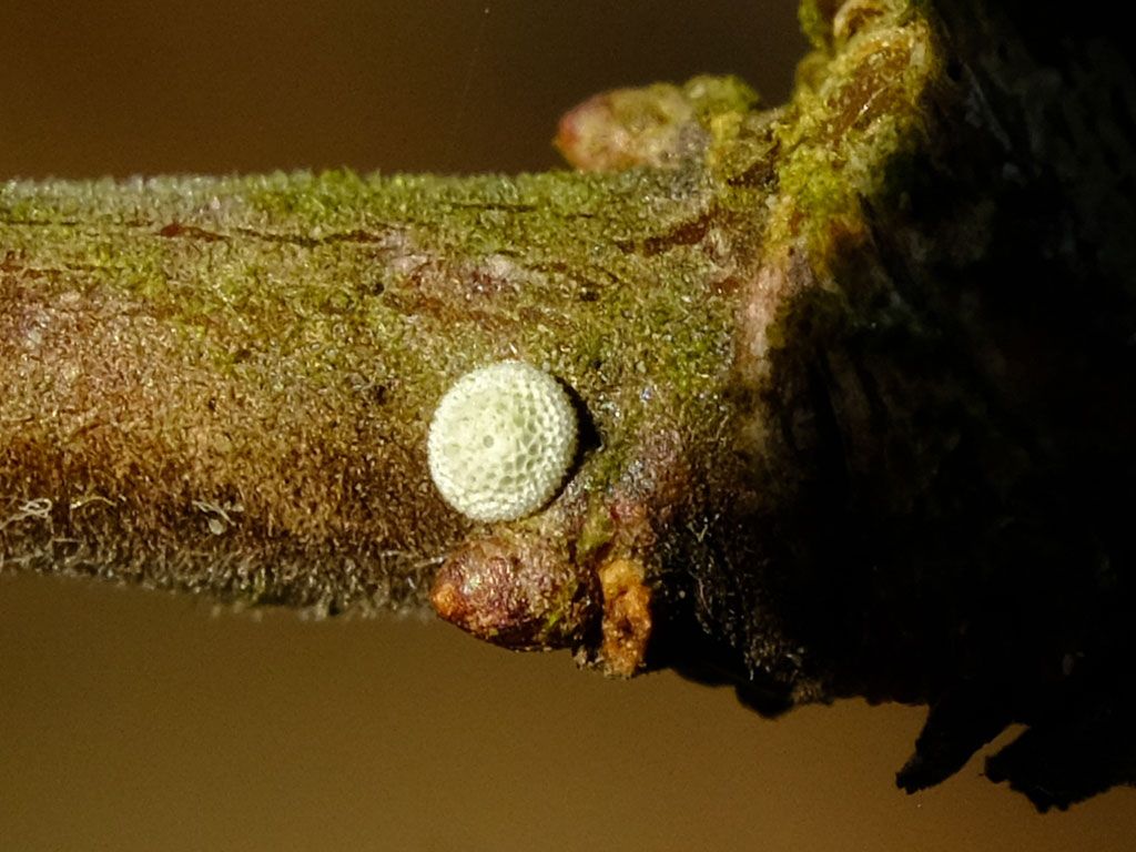 Brown Hairstreak egg © Bob Foreman