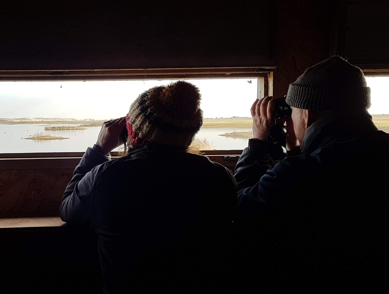 Birdwatching at Rye Harbour Nature Reserve