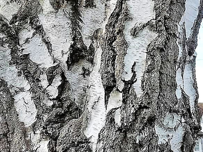 Birch tree bark Birch tree bark