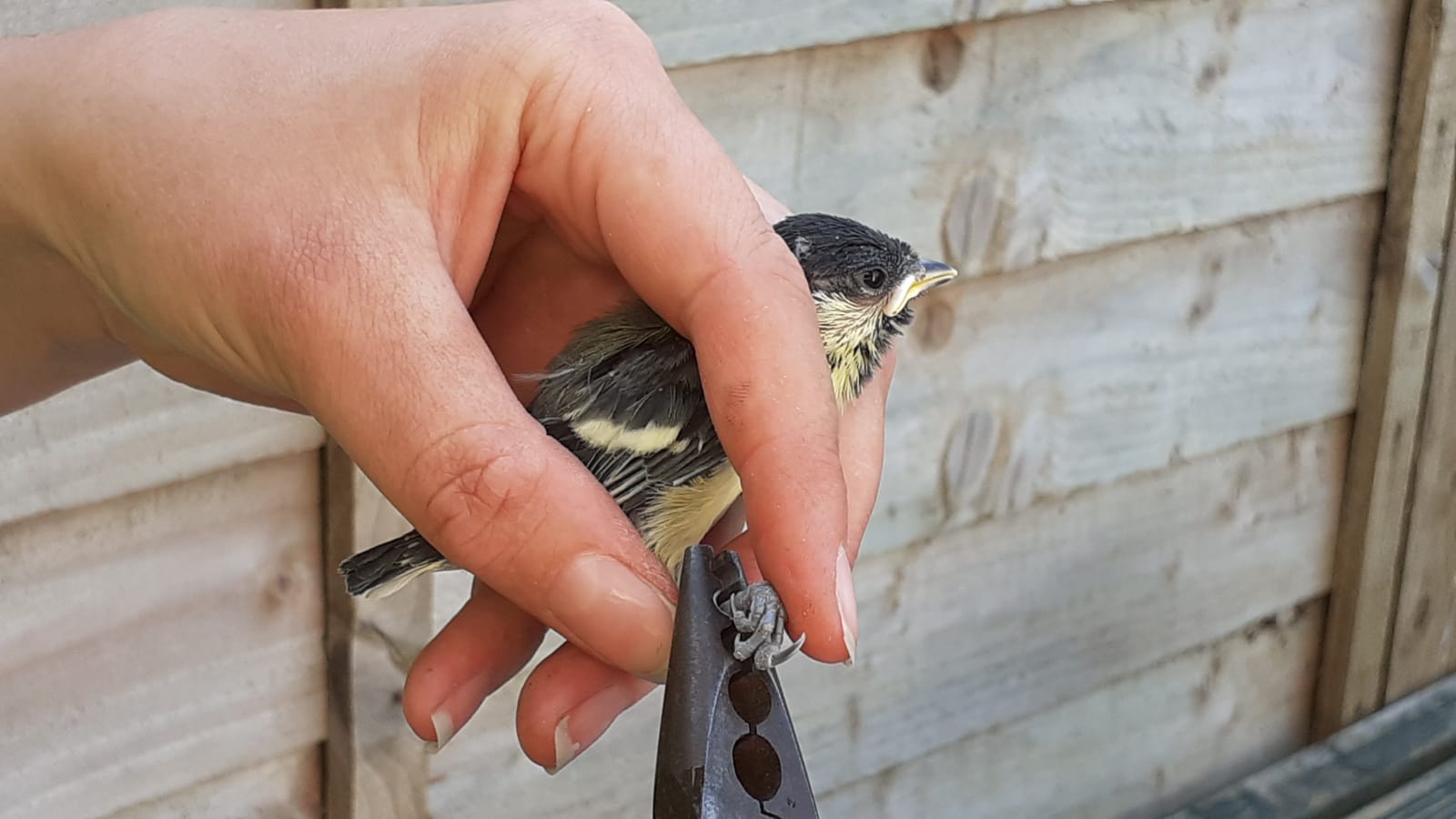 Bird ringing © Sarah Quantrill Bird ringing © Sarah Quantrill