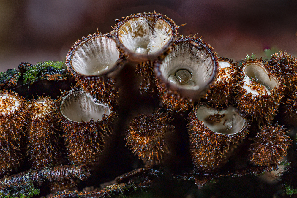 Bird’s Nest Fungi by Wendy Ball