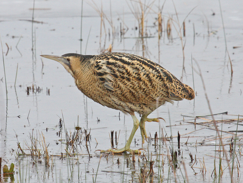Bittern