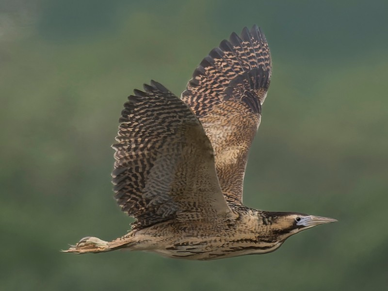 Meet photographer: WildingPix