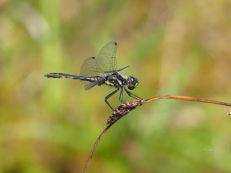 Black Darter male © Simon Linington
