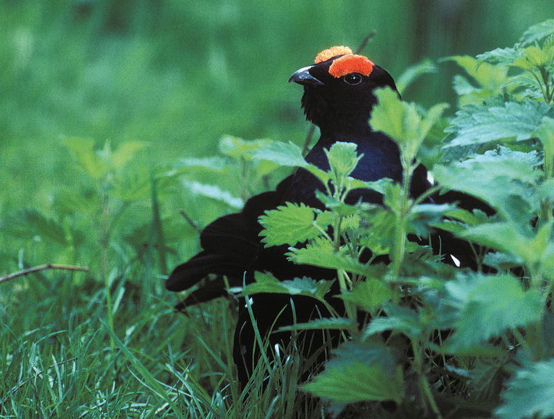 Black Grouse