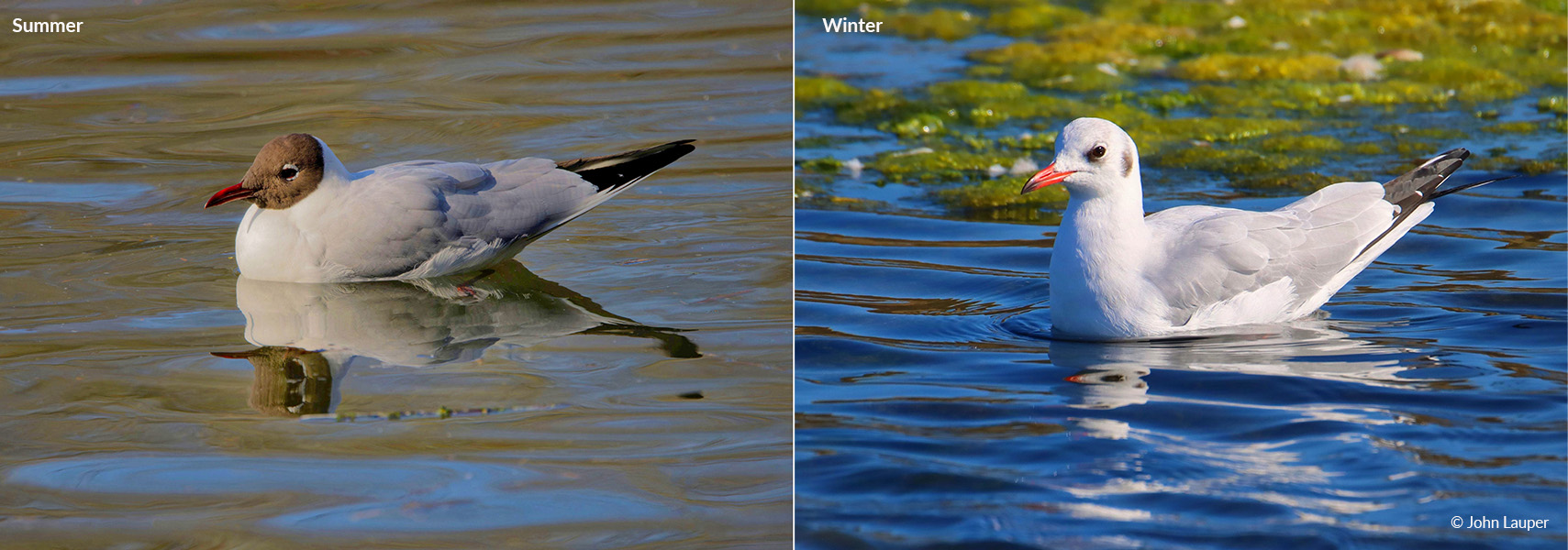 Black-headed Gull - summer / winter plumage Black-headed Gull - summer / winter plumage