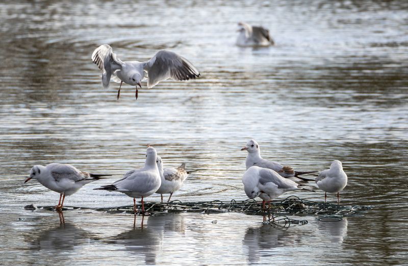 Black-headed Gulls © Dennis Hunt