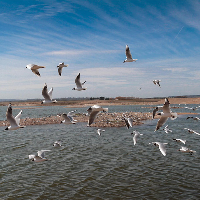 Black-headed Gulls
