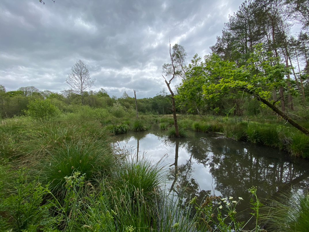 Black Hole Bog