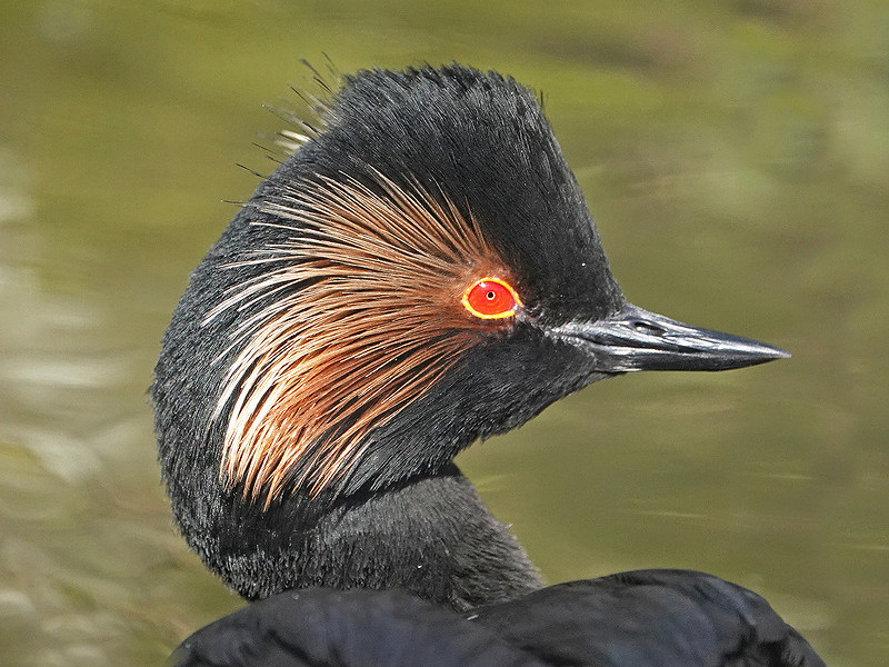 Rye Harbour Nature Reserve Wildlife Sightings: December 2023