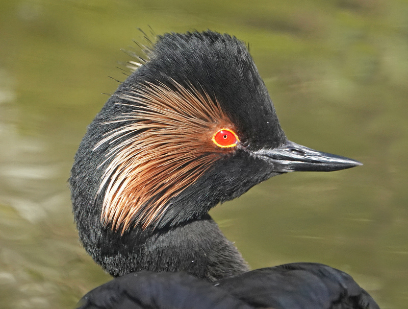Rye Harbour Nature Reserve Wildlife Sightings: December 2023